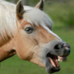 Meet your Posher, Paige